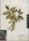Foto von Salix fragilis L. x Salix pentandra L.
